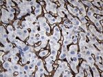CLEC4M Antibody in Immunohistochemistry (Paraffin) (IHC (P))