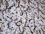 CLEC4M Antibody in Immunohistochemistry (Paraffin) (IHC (P))