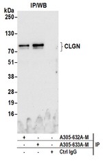 CLGN Antibody in Western Blot (WB)