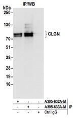 CLGN Polyclonal Antibody