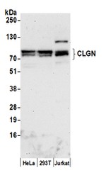 CLGN Polyclonal Antibody
