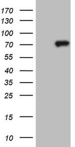 CLINT1 Antibody in Western Blot (WB)