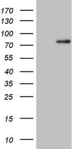 CLINT1 Antibody in Western Blot (WB)