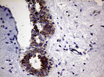 CLIP4 Antibody in Immunohistochemistry (Paraffin) (IHC (P))