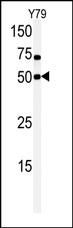 CLK1 Antibody in Western Blot (WB)