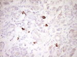 CLOCK Antibody in Immunohistochemistry (Paraffin) (IHC (P))