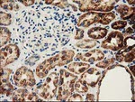 CLPP Antibody in Immunohistochemistry (Paraffin) (IHC (P))