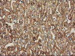 CLPP Antibody in Immunohistochemistry (Paraffin) (IHC (P))