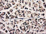 CLPP Antibody in Immunohistochemistry (Paraffin) (IHC (P))