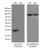CLPP Antibody