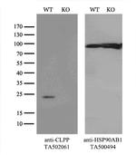 CLPP Antibody