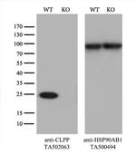 CLPP Antibody