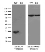 CLPP Antibody in Western Blot (WB)