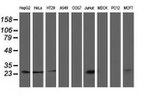 CLPP Antibody in Western Blot (WB)