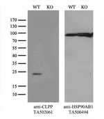 CLPP Antibody in Western Blot (WB)