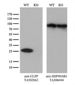 CLPP Antibody in Western Blot (WB)