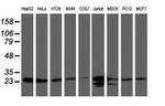 CLPP Antibody in Western Blot (WB)