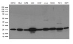 CLPP Antibody in Western Blot (WB)