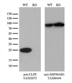 CLPP Antibody in Western Blot (WB)