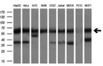 CLU Antibody in Western Blot (WB)