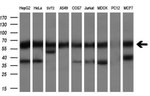 CLU Antibody in Western Blot (WB)