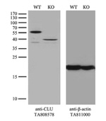 CLU Antibody in Western Blot (WB)