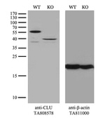 CLU Antibody in Western Blot (WB)