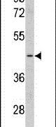 CLUAP1 Antibody in Western Blot (WB)