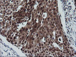 CMPK1 Antibody in Immunohistochemistry (Paraffin) (IHC (P))