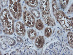 CMPK1 Antibody in Immunohistochemistry (Paraffin) (IHC (P))