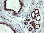 CMPK1 Antibody in Immunohistochemistry (Paraffin) (IHC (P))