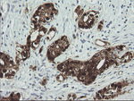CMPK1 Antibody in Immunohistochemistry (Paraffin) (IHC (P))
