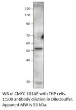 C-Myc Polyclonal Antibody