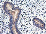 CNDP2 Antibody in Immunohistochemistry (Paraffin) (IHC (P))