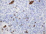 CNKSR3 Antibody in Immunohistochemistry (Paraffin) (IHC (P))