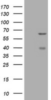 CNKSR3 Antibody in Western Blot (WB)