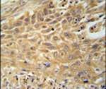 CNNM4 Antibody in Immunohistochemistry (IHC)