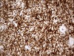 CNPase Antibody in Immunohistochemistry (Paraffin) (IHC (P))
