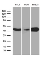CNPase Antibody in Western Blot (WB)