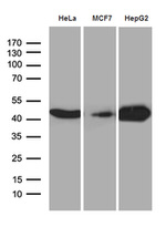 CNPase Antibody in Western Blot (WB)