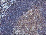 COASY Antibody in Immunohistochemistry (Paraffin) (IHC (P))