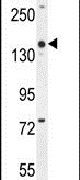 COBL Antibody in Western Blot (WB)