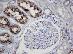 COG6 Antibody in Immunohistochemistry (Paraffin) (IHC (P))