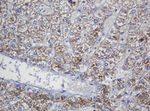 COG6 Antibody in Immunohistochemistry (Paraffin) (IHC (P))