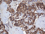 COG6 Antibody in Immunohistochemistry (Paraffin) (IHC (P))