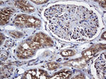 COG6 Antibody in Immunohistochemistry (Paraffin) (IHC (P))