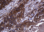 COG6 Antibody in Immunohistochemistry (Paraffin) (IHC (P))