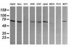 COG6 Antibody in Western Blot (WB)