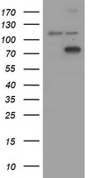 COG6 Antibody in Western Blot (WB)