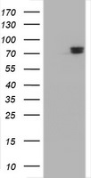 COG6 Antibody in Western Blot (WB)